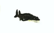 Atlantic Sturgeon