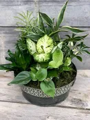 10″ Dish Garden in Tin Container