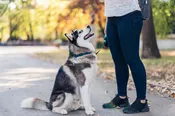 CGC – Canine Good Citizen