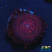 ARC Campfire 2.0