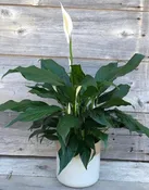 6″ Spathiphyllum in Ceramic
