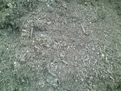 Mushroom Compost