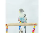 Assorted Baby Parakeets – 18645