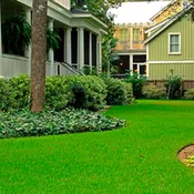 Palmetto® St. Augustine