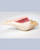 Amber Striped Shell — Expressive Glass