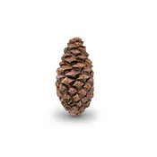 Lodgepole Closed Pinecone | Small - Large