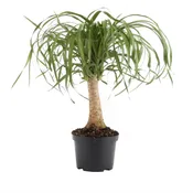 Pony Tail Palm