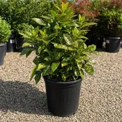 Aucuba ‘Gold Dust’ - 3 Gallon