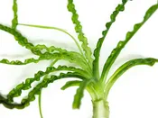 African Onion Plant (Crinum calamistratum), Plant with Bulb