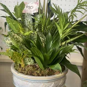 10" Dish Garden