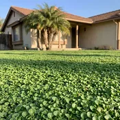 DichondraLawn | Dichondra Repens Lawn Seed