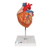 Heart, 2-times life-size