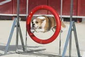 Introduction to Agility Training
