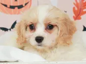 Cavachon – 49682