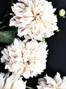 Dahlia 14