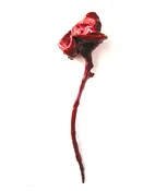 Flora Cast A by Rob Zinn for blankblank