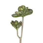 12" Echeveria Stem - 2 Heads