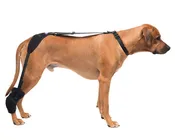 Large Tarsal Pet Therapy Wrap