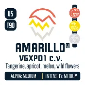 Amarillo Hops