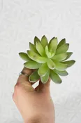 Agave Pick - Pale Greens