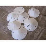 10 Extra Small Sand Dollars — Candy's Cottage