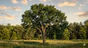 Common Hackberry