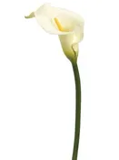 39" Giant Calla Lily Spray Cream