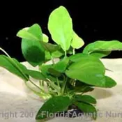 Anubias nana Narrow Leaf