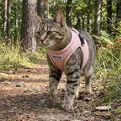 BayCat Harness & Leash Set