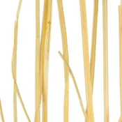 Bay Grass