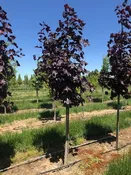 Acer platanoides ‘Royal Red’ – Royal Red Maple