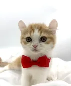 American Curl (M) 14727