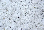 OYSTER BAY