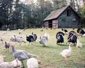 U-Pick Turkey Harvest