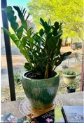 10" Z Z PLANT