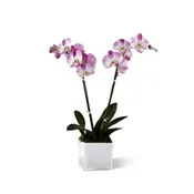 The FTD® Pink Orchid Planter