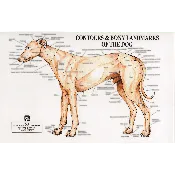 PetMassage Chart #2: Contours and Bony Landmarks of the Dog