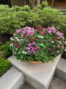 Drip irrigation for potted plants