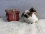 Domestic Rabbit – 13326