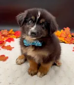 Miniature Australian Shepherd