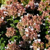 Abelia 'Rose Creek'