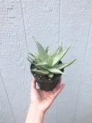 Aloe ‘Snow Drift’ Succulent - 3.5”