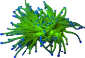 WYSIWYG Indo Blue Tip Torch
