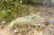 Bamboo Shrimp