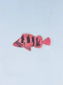 Abachar Tiger Rockfish Sticker