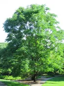 Kentucky Coffeetree (Gymnocladus dioicus)