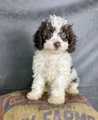 Hazel- Cavapoo Female — Quality Puppies USA