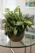 Ceramic Dish Gardens