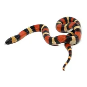 Apricot Pueblan Milksnakes