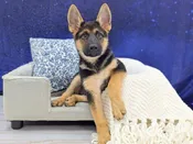 German Shepherd – 13947